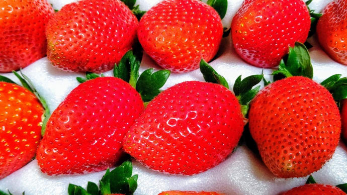 苺🍓切手