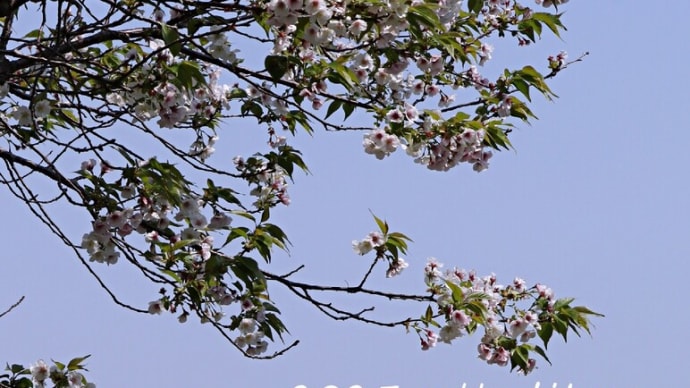桜が行く