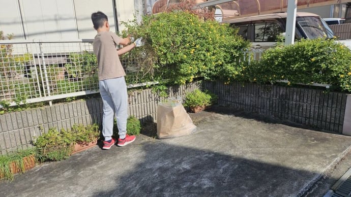琉守に頼んで見事に咲いていたランタナの剪定