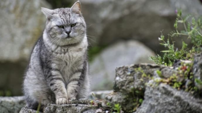 なぜノネコは殺されるのか?1