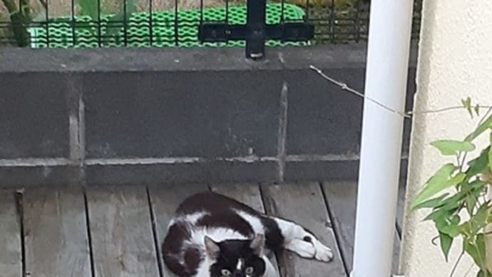ハットリちゃん、最近姿をみせません