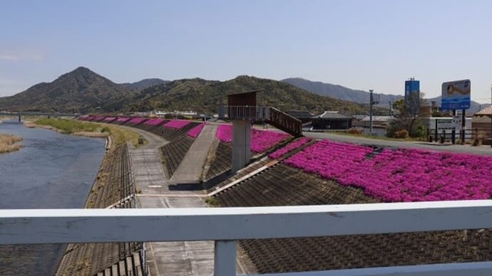 何年も前から　気になっていたシバザクラ！やっと近くで撮影出きました