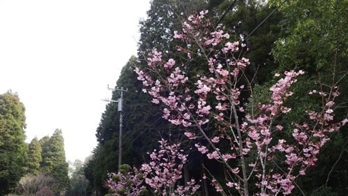 ゴルフ場の桜