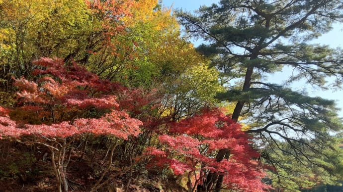 紅葉狩り🍁神戸市立森林植物園