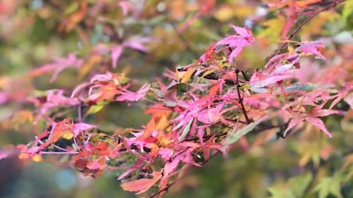 名残りの紅葉