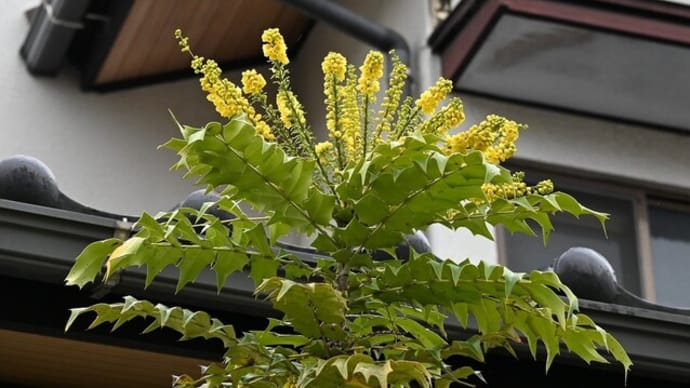 テンチョウザキヒイラギナンテンの花