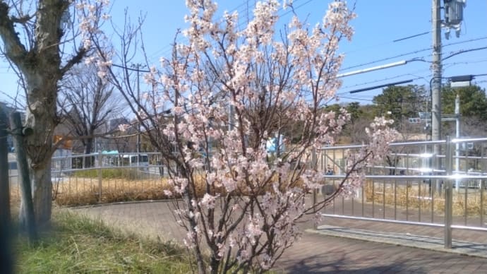 通路のアーモンドの花
