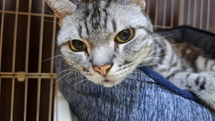 秋ってくるんですね。