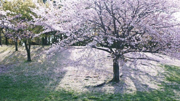 桜/散り始め