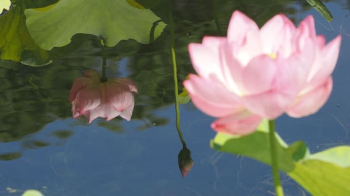 万博記念公園の早朝観蓮会にて