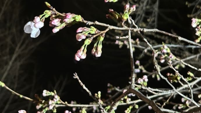 夜桜