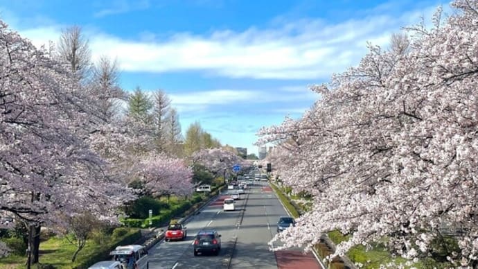 お借りした画像で花見気分🌸
