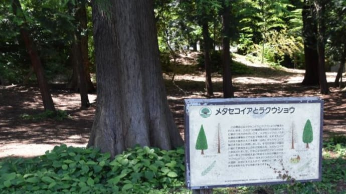 石神井公園　メタセコイア林とラクウショウの気根　　　3