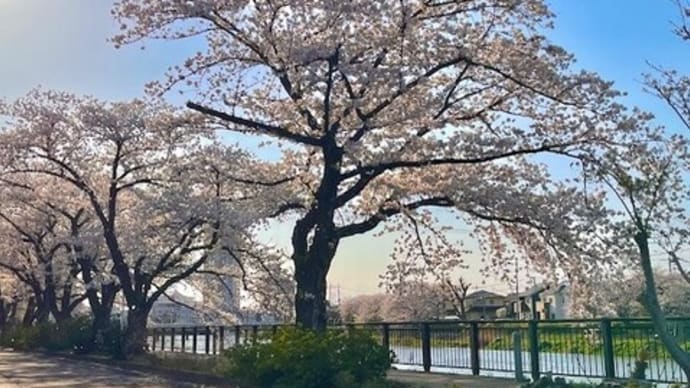4月13日 昼間は大混雑