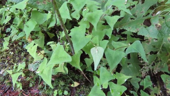 高ボッチ高原・鉢伏山の植物　ミヤマタニソバ（深山谷蕎麦）