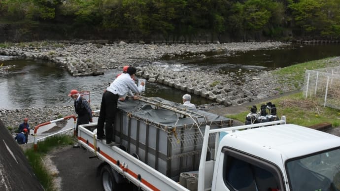 アユ釣り情報:碓氷川松井田地区の稚魚放流(2回目)