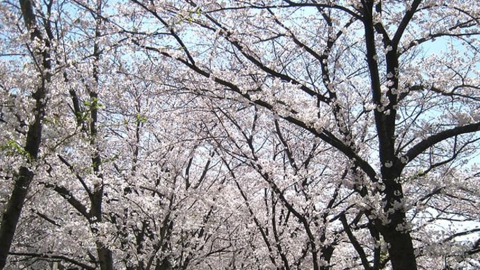 地元の桜並木