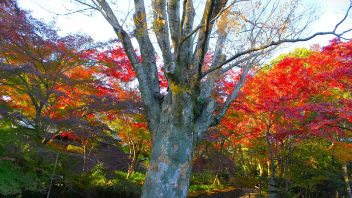 紅さす古木、師走紅葉