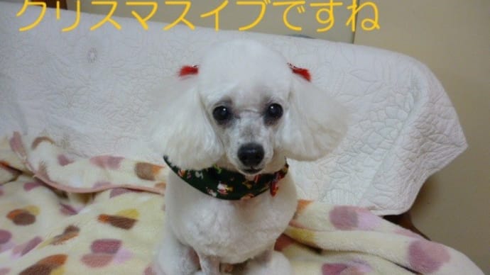 東京は穏やかな冬晴れ…(*´∇`*) 今日はクリスマスイブ~ "。・:*:・゚☆