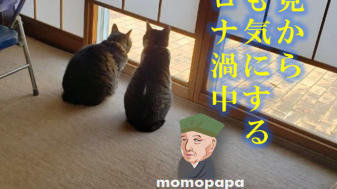 雪見から猫も気にするコロナ渦中、病院も通院せずに医師によるリモート診察☎