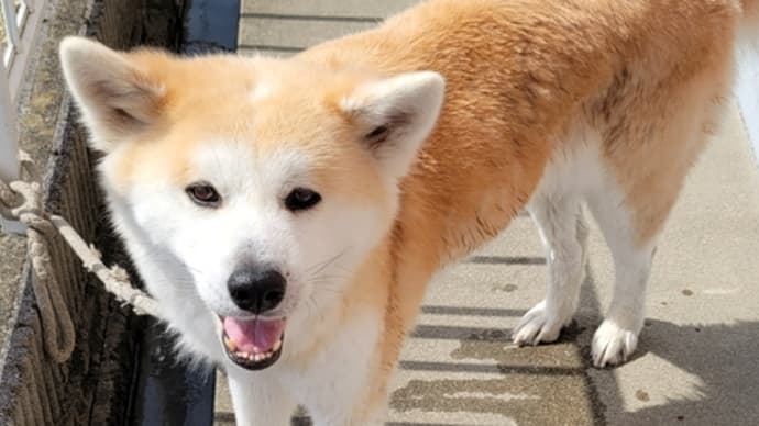 残りの二頭もシャンプーしたよ☺️💖