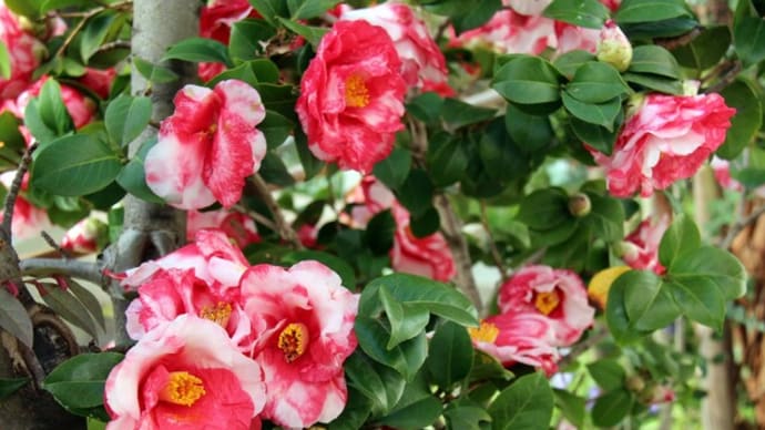 2023-3-22 我が家に咲いた春の花