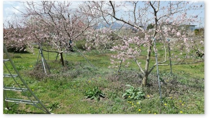 果樹園の春の始まり〜モモ、スモモ等の開花から