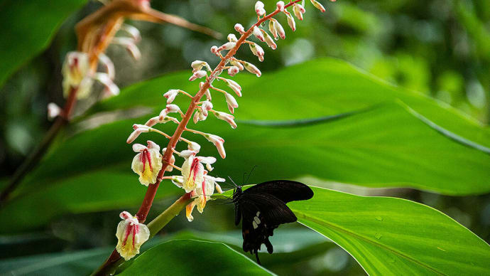 2020.6.28 クマタケランの花(世界遺産 花の窟)