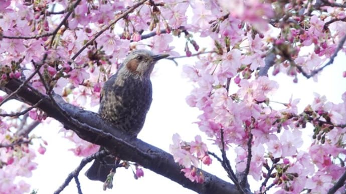 21.9℃　初夏のような気温に桜ヒヨ・ツグミ　夕月　Tokyo