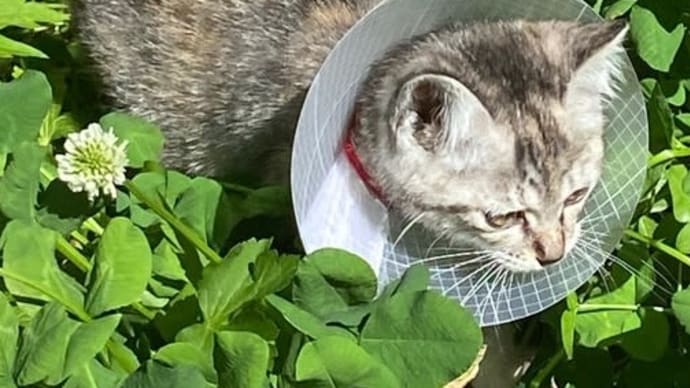 猫舟も夏日、咲ちゃんは初めての猫散歩🎵