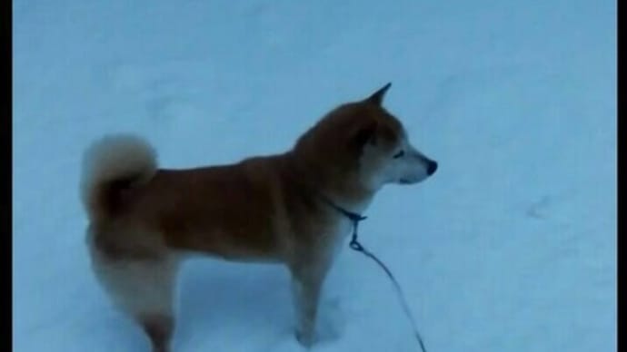 雪の中のおさんぽ