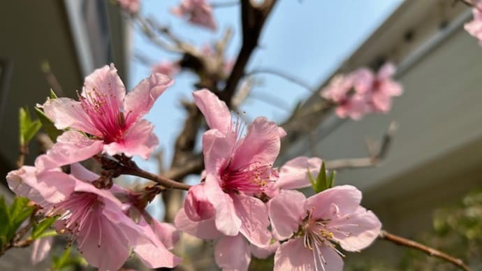 桜は人の心を和ませてます