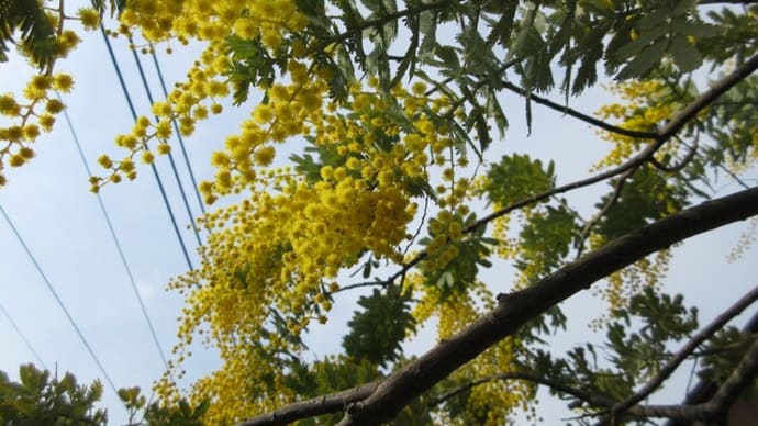 3月の庭　春を告げる黄色　*ミモザ*ウンナンオウバイ