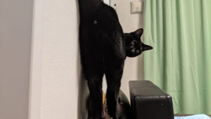 1月の猫たち