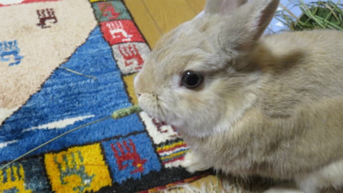 うさぎ学長!わちゃまる君!(その113)プレミアム牧草だ、わちゃまる君