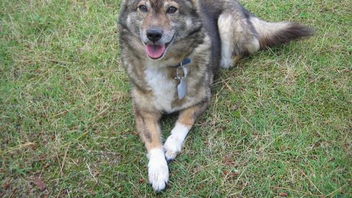11月1日・・・犬の国から降臨したよ🌈