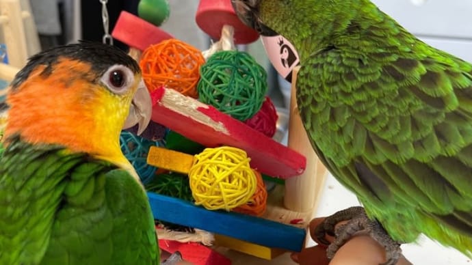 #15 インコのおもちゃ新調