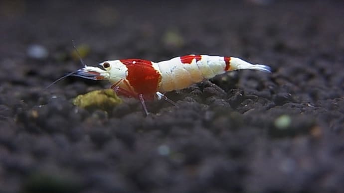 2足の草鞋