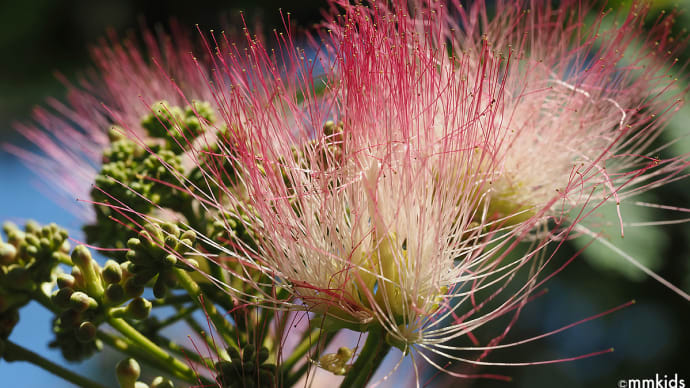森の線香花火ネムノキの花。森の宝石オオミドリシジミ。希少ウラキンシジミ、オオスズメバチ。崩壊寸前の妻女山松代招魂社(妻女山里山通信)