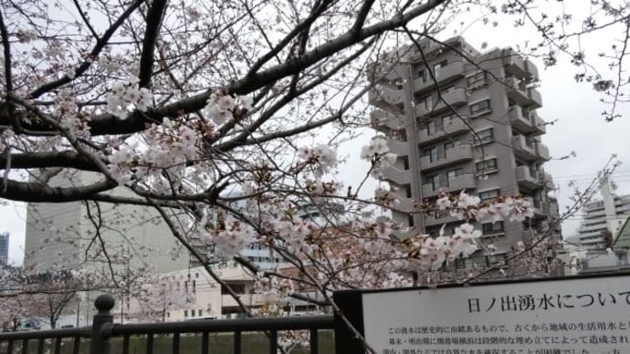 お花見 桜もお花は終焉… メモリーですね☆彡 横浜発見!?
