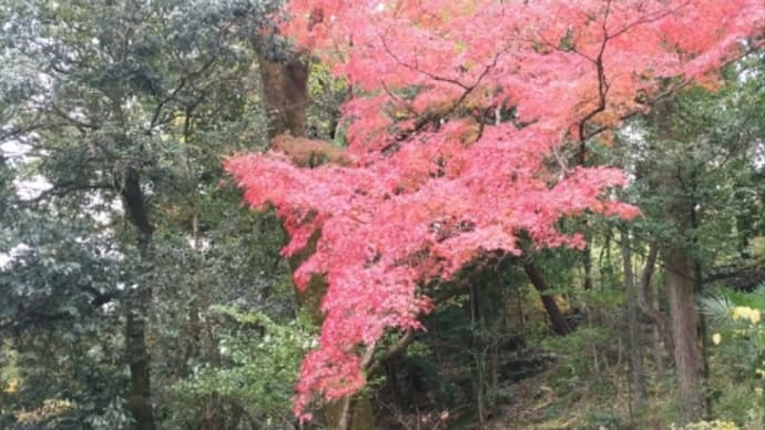 紅葉狩りに行きました