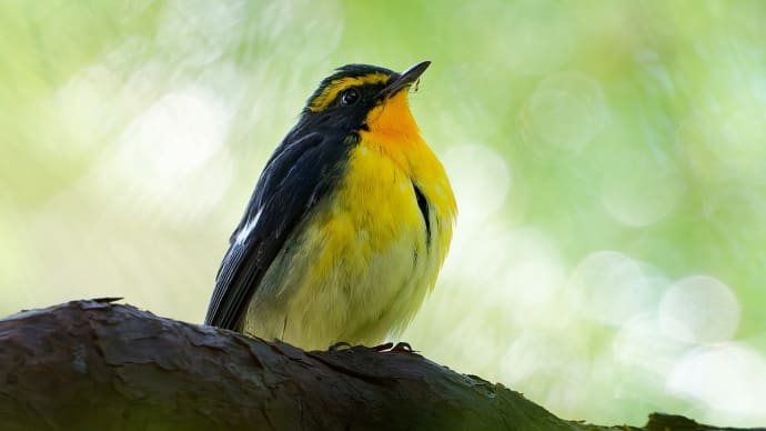 近所の池・・・池の鳥さん 四種盛り!