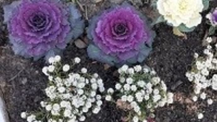 ガレージ・北東側の葉ボタンとアリッサムが植えてある花壇をバージョンアップするとですぅ~٩( ''ω'' )و
