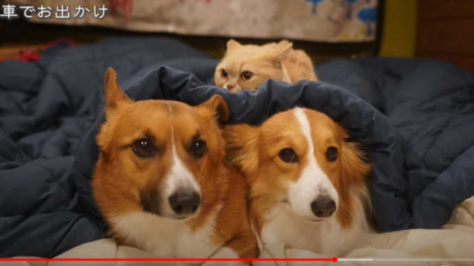 恵方巻になって、車で留守番する🐶💛ちい・むう・ととろ雪の中