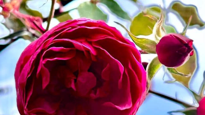 真冬に咲く花