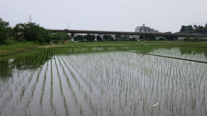 大庭親水公園・ふるさとの森ジョギング