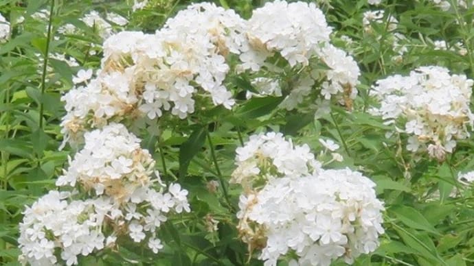 楽書き雑記「真夏の宿根草園を彩る白い花」