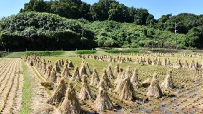 稲刈りのあとに