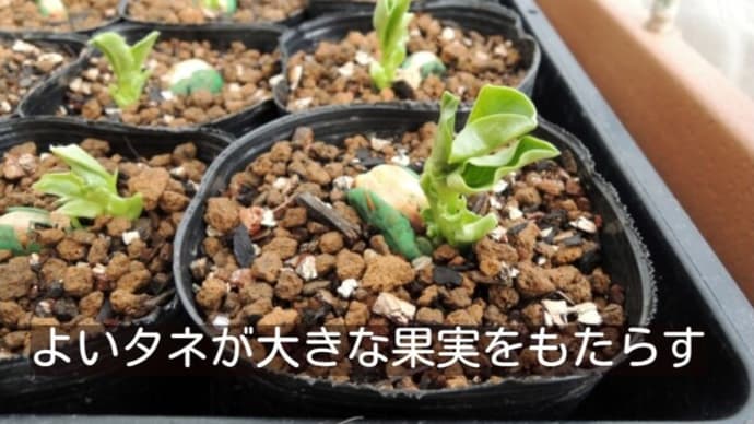 タネを大切にしない人は苗を育てられない!