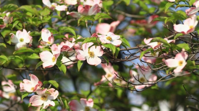 ４月の渡り鳥調査隊を開催しました。